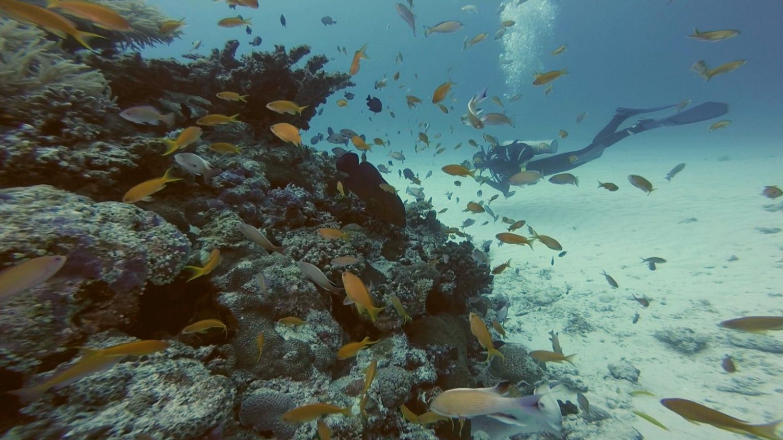 We discovered the best place in the world for scuba divers