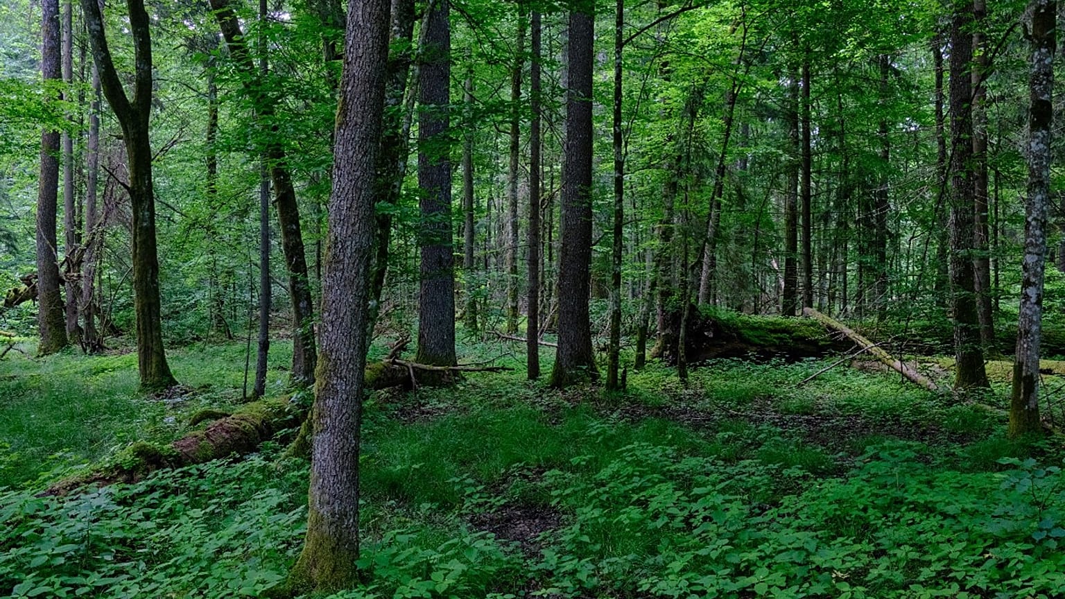Bialowieza Forest, Poland, Europe
