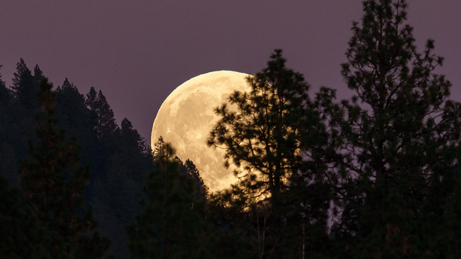 The full harvest super moon rises above trees near Moscow Mountain, Monday, Oct. 6, 2025, in Moscow, Idaho