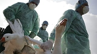 Romanian health workers carry domestic birds before gassing them. 