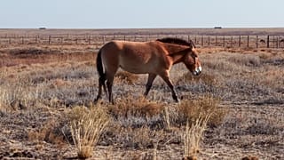 Kazakhstan brings back its endangered Przewalski’s horses