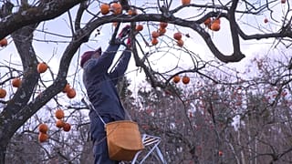 Produce from Fukushima back on market as controls guarantee safety