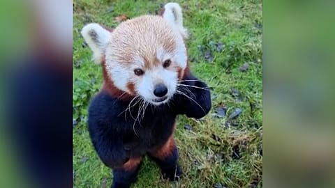 Standing on its hind legs, a red panda eats Christmas treats at Berlin Zoo, Germany, Dec. 8, 2025.